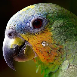 Ícone de Quiz de aves: Adivinhe a ave
